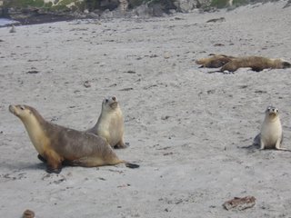 Les lions de mer dans leur milieu naturel