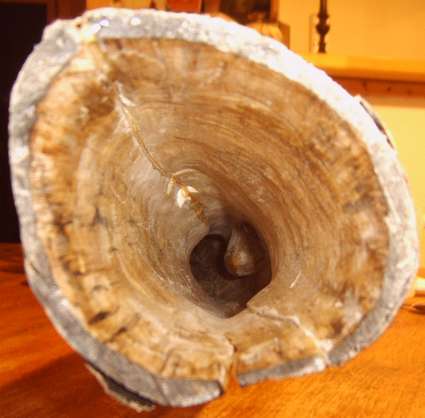 la cloche avec tout au fond, la bosse formée par l'oeil