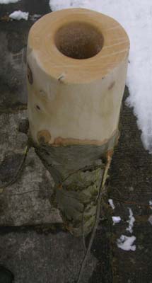 le silure des bois.jpg