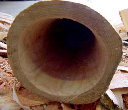 Frêne bell 17.2.jpg