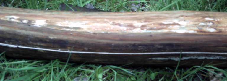 PICT0035.JPG