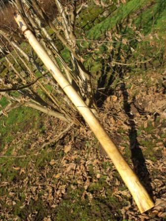 sorbus2.jpg
