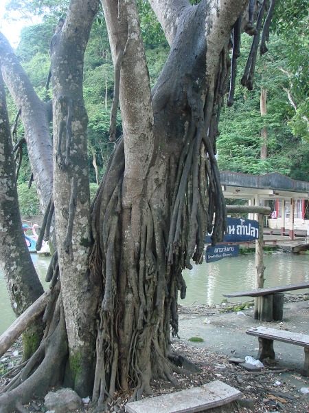 arbre 6.JPG