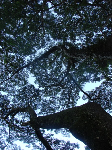 arbre 2.JPG