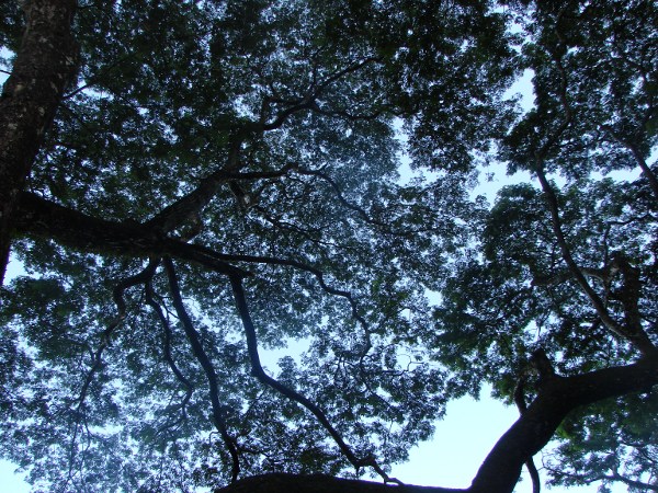 arbre 3.JPG