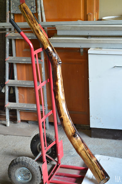 DSC_4221_opt.jpg