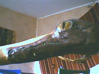LE MEME FINI !!!cool l' alligator !!!