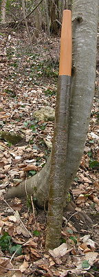 Didjeridoo tilleul 1.jpg