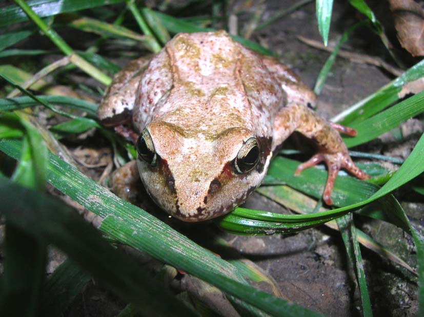 Grenouille alsacienne.jpg