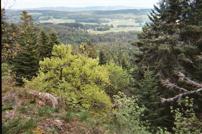 une vue des bois en montant par le chemin précédant...