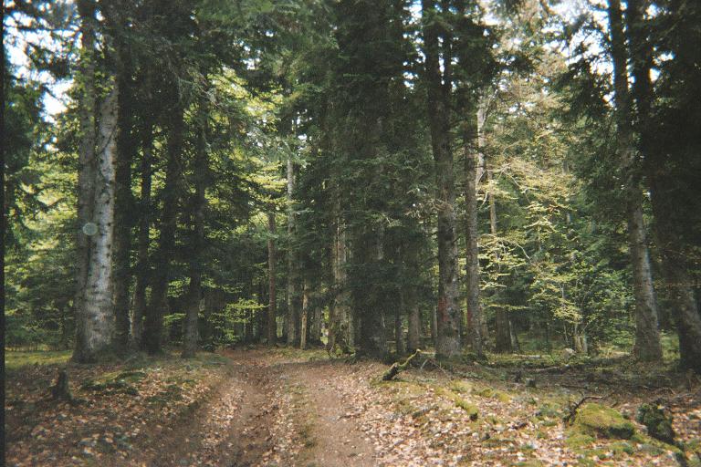 un chemin po loin