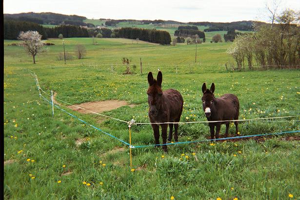 les anes dans le champs devant la maison (maintenant, ya 3 moutons qui les accompagnent)