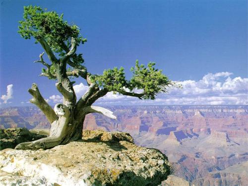 viel-arbre.jpg