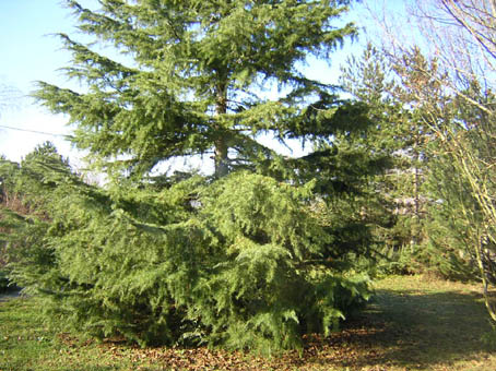 de ma fenêtre je vois...